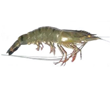 FRESH PRAWN NATURE