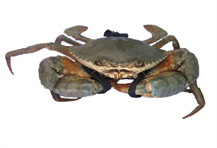 SEA CRAB
