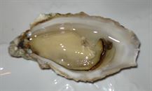 OYSTERS