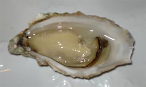 Picture of OYSTERS