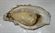 Picture of OYSTERS