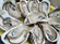 Picture of OYSTERS