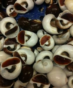 Picture of LIVE TIGER MOON