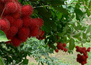 Picture of FRESH RAMBUTANT FRUIT
