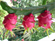 Picture of FRESH DRAGON FRUIT
