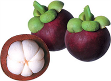 FRESH MAGOSTEEN FRUIT