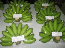 BANANAS NGU DAI HOANG