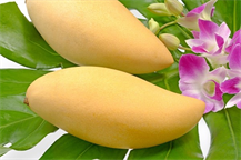 FRESH MANGO (RIPE MANGO)