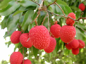Picture of FRESH VIETNAM LYCHEE
