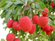 Picture of FRESH VIETNAM LYCHEE