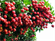 Picture of FRESH VIETNAM LYCHEE