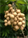 Picture of FRESH LONGAN FRUITS