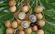 Picture of FRESH LONGAN FRUITS