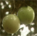 Picture of FRESH STAR APPLE FRUITS