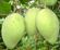 Picture of FRESH MANGO (RIPE MANGO)