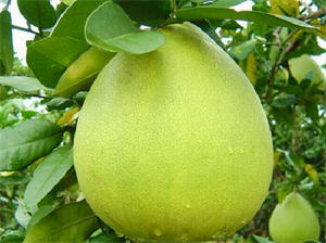 Picture of POMELO