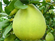 Picture of POMELO