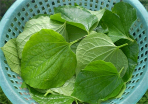Picture of GUISE LEAVES