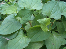 HOUTTUYNIA CORDATA