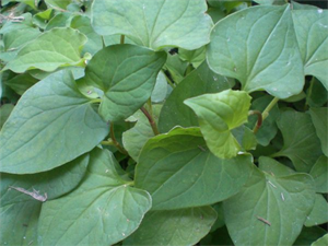 Picture of HOUTTUYNIA CORDATA