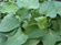 Picture of HOUTTUYNIA CORDATA