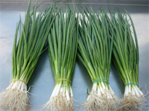 SCALLION