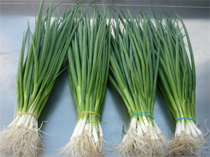 Picture of SCALLION