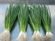 Picture of SCALLION