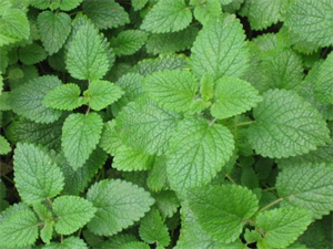 Picture of MINT