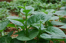 MALABAR SPINACH