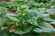 Picture of MALABAR SPINACH