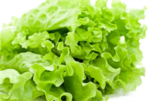 LETTUCE