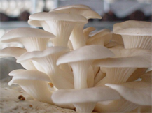 FRESH OYSTER MUSHROOM