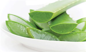 Picture of FRESH ALOE VERA LEAF