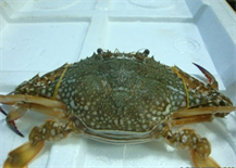 LIVE BLUE CRAB