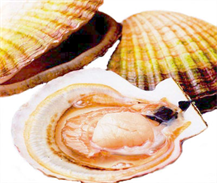 SCALLOPS