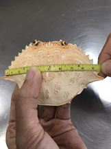 DRIED CRAB SHELL