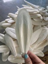 DRIED CUTTLEFISH BONE 