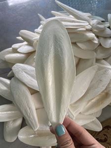 Picture of DRIED CUTTLEFISH BONE 