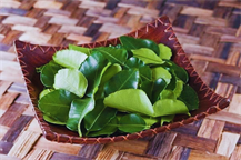LEMON LEAVES 